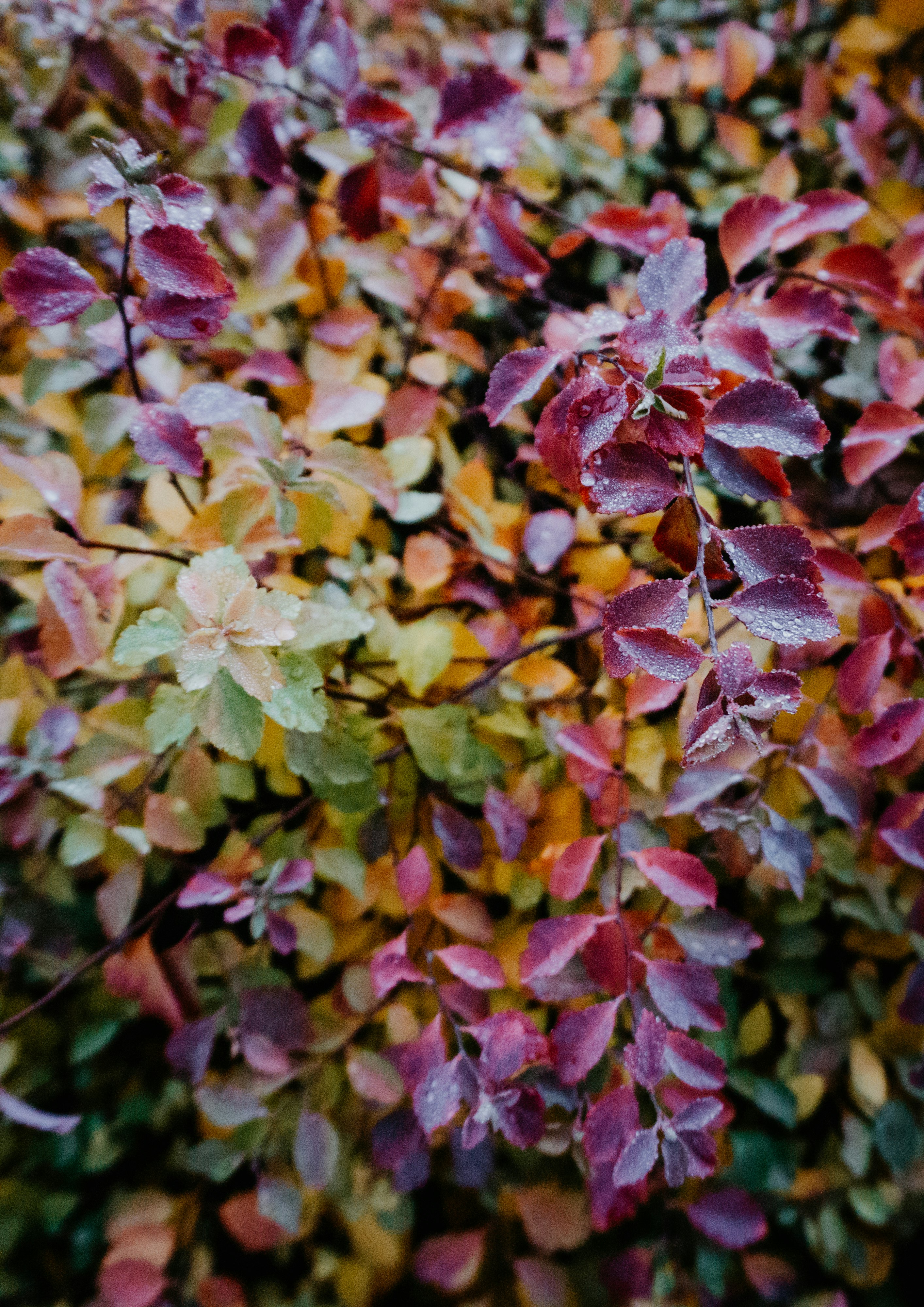 pink leaves